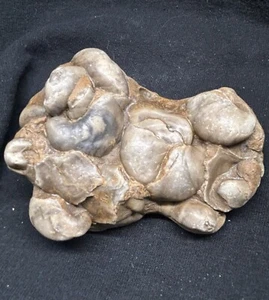 Texas 4” Fossil Oyster Plate- Gryphea Washitaensis, Fort Worth Formation - Picture 1 of 4