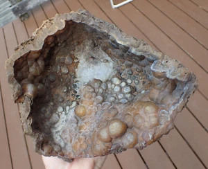 Botryoidal Fossil Coral Geode GA Agate Amber Druzy Specimen Collection WC109 - Picture 1 of 12
