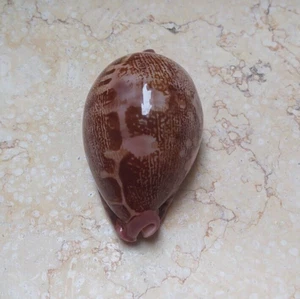 Cypraea mappa rosea singularis VERY HUGE natural glossy rare 85.6mm F++++F+++ - Picture 1 of 13