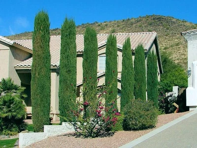 Italian Cypress Tree Seeds (Cupressus sempervirens stricta) Hardy to Zone 7 - Image 1 of 4