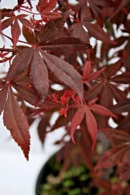 AZ.AGR.PURGATORIO Acero giapponese palmato Shaina per bonsai di due anni innestato