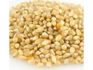 Baby White Bulk Popcorn 10 Pounds Popcorn Kernels Free Shipping - Picture 1 of 1