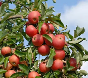 Apfelbaum `Elstar ®´, Buschbaum (kleinbleibend) 120-140cm im 10L Topf - Bild 1 von 4