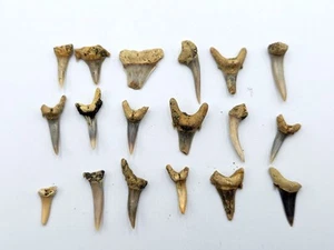 Shark Tooth Collection -18 Fossils: 14 Striatolamia & 4 Jaekelotodus trigonalis - Picture 1 of 5