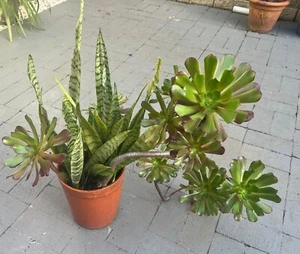 Mother In Law's Tongue | Snake Plants | Established Indoor Plant. Sydney pickup - Picture 1 of 3