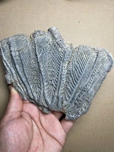 310g Triassic Natural crinoid specimen Geologic rock - Picture 1 of 20