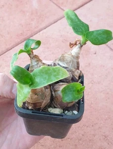 Ledebouria pauciflora, Succulent, Bonsai Bulb Caudex - Picture 1 of 4