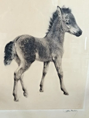 Farbradierung Fohlen von Kurt Meyer-Eberhardt - Bild 1 von 2