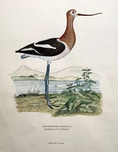 1846 American Avocet, ornithology, Cpt. Brown, hand coloured Large Folio (36cm) - Picture 1 of 3