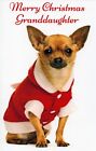 Merry CHRISTMAS Card FOR GRANDDAUGHTER, Chihuahua Dog by Stockwell Greetings + ✉