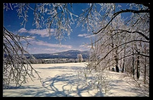 Postcard Winter Magic in New England Landscape with Snow Covered Trees, VT - Picture 1 of 2