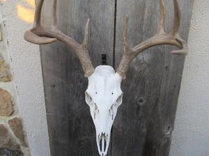 European Skull Mount Hangar with Magnetic Stud Finder - Picture 1 of 10