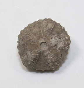 Riccio di mare, Coelopleurus coronalis, Terziario, Eocene, Vich, Barcellona, Spagna-eb8964 - Foto 1 di 6