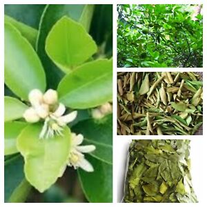 200 Dried Lime Leaves 100% Natural Organic Premium Quality Pure Ceylon (Kaffir)