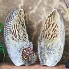 w151a  2 Pheasant wings craft smudging fly tying haberdasher Taxidermy Oddities