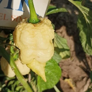 Trinidad Scorpion Moruga Sunshine , 10 semillas , Capsicum chinense (604) - Picture 1 of 1