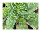 10x Aloe congdonii Agaven und Yukka Garten Pflanzen - Samen ID776