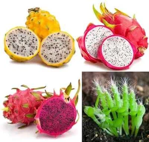 3 Type of Dragon Fruit Seebs (total pack of 60) Red, Vietnamese white, yellow - Picture 1 of 9