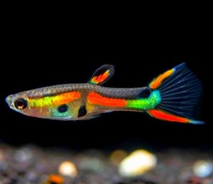 endlers livebearers petsmart