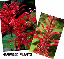 firespike Plant 4 Cutting 8+â€� Long Odontonema strictum red flower hummingbird