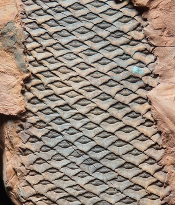 Museum quality big coal age fossil plant Lepidophloios larcinus lycopod twig ! - Image 1 of 4