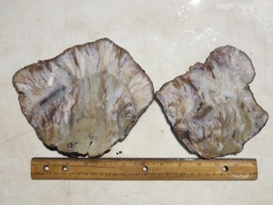 1713 SAGENITE AGATE SLABS. TAKES GREAT POLISH. EX CLOSED OLD TIME ROCK SHOP - Picture 1 of 3