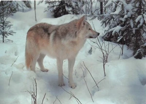 Postcard Grey Wolf Timber Wolf Dog Family Snow Mountain Range West Large 7x5 - Picture 1 of 2