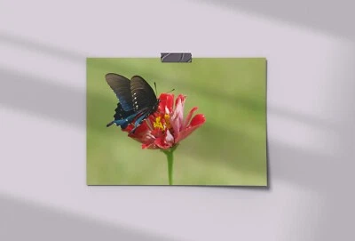 BLACK BUTTERFLY, Red Zinnia Flower, Photo Art Print (Borderless) Poster 19x13" - Image 1 of 2