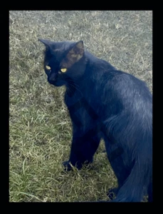 Hochauflösendes digitales Hintergrundbild - Ägyptische Katze | Einzigartiger Desktop-Hintergrund 177 - Bild 1 von 1