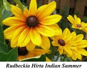Rudbeckia Indian Summer Hirta CANADA Fast Grow Seed SHIP Fast ORNAMENTAL GIFT + - Picture 1 of 2