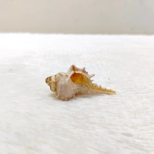 1930s Vintage Rare Beautiful White Natural Conch Shell Beach Decorative SL12 - Picture 1 of 11