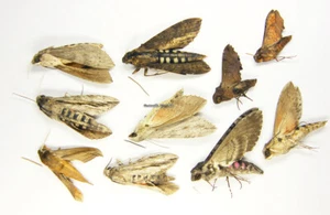 Unmounted Butterfly/SPHINGIDAE MIX 2, Brasil - Imagen 1 de 1