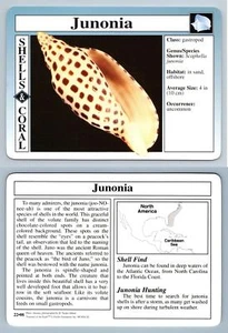 Junonia #22.08 - Shells & Coral - Treasures Of The Earth Grolier Card - Picture 1 of 1