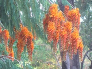 Colvillea Racemosa Tree 8 Seeds, Rich Orange Colville's Glory Madagascar - Picture 1 of 5