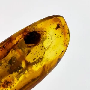 Baltic Amber polished gemstone w/ fossil leaf and insect inclusions 68.4ct - Picture 1 of 8