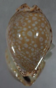 CYPRA LAMARCKII REDIMITA INTERESTING - Picture 1 of 2