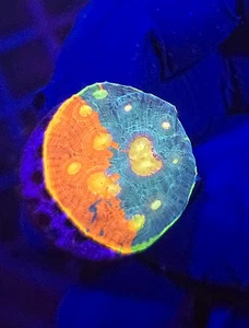 Rainbow Chalice Wysiwyg Coral - Picture 1 of 1