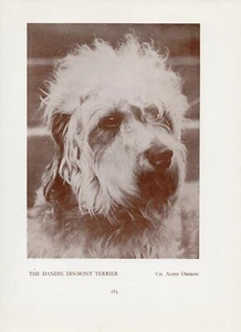 DANDIE DINMONT TERRIER KOPF STUDIE ALT VINTAGE 1934 BENANNTER CHAMPION HUND SEITENDRUCK - Bild 1 von 1