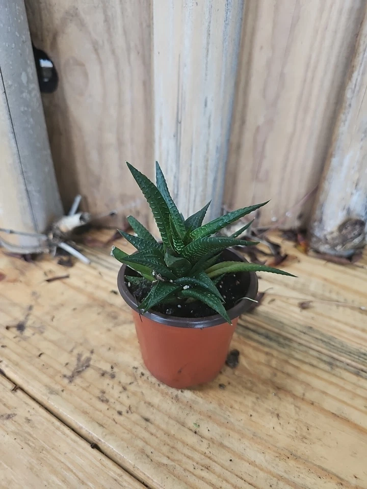 Planta viva suculenta rara de cactus Haworthia Limifolia  Foto 1 de 4