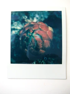 N. ARAKI: ORIGINAL POLAROID "BLUME" HANDSIGNIERT MIT ZERTIFIKAT RAR! - Picture 1 of 7