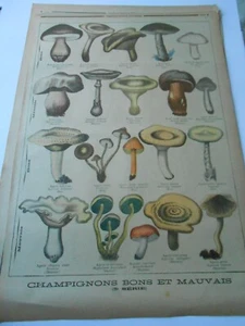 1896 Champignons Bons et Mauvais  Illustration Gravure - Imagen 1 de 1