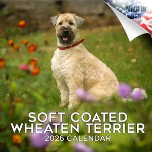 Wheaten Terrier Soft Coated Wall Calendar 2026 Animal DOG PET Lover Gift - Picture 1 of 2