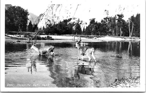 1940s RPPC Photo Postcard Deer Running Through Stream Yosemite National Park CA - Bild 1 von 2