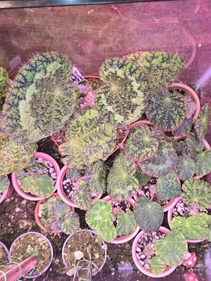 Begonia Longiciliata Sizemoreae Live Plant In 2 In Pots Fully Rooted - Image 1 of 4