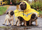 Rain Poncho Pug/Mom And Pups - Avanti Dog Mother's Day Card photo