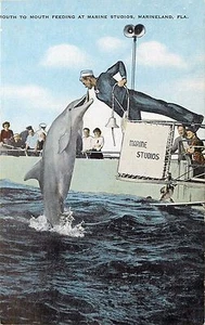 Postal de marsopas de alimentación boca a boca Marine Studios Marineland Florida FL - Imagen 1 de 2
