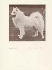 SAMOJEDEN SAMOJEDEN ALTEN VINTAGE 1934 BENANNTE HUNDE DRUCKSEITE - Bild 1 von 1