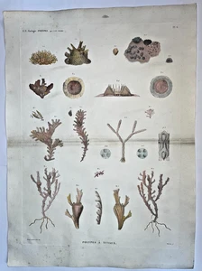 CORAL POLYPS 1805-12 VIVANT-DENON VERY LARGE ANTIQUE PLATE DESCRIPTION OF EGYPT - Picture 1 of 9