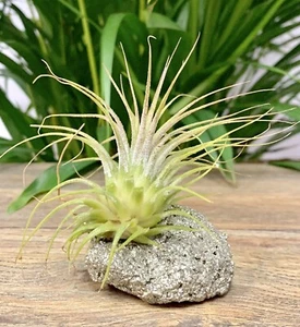 Pyrite Air Plant Crystal Tillandsia Gemstone Specimen Home Decor Fools Gold. - Picture 1 of 8