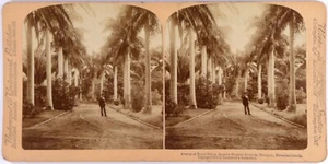 Usa.Etats-Unis.Hawaii.Hawaï.Honolulu.Hawaiian.Avenue Roya.Photo Stereo Underwood - Picture 1 of 2